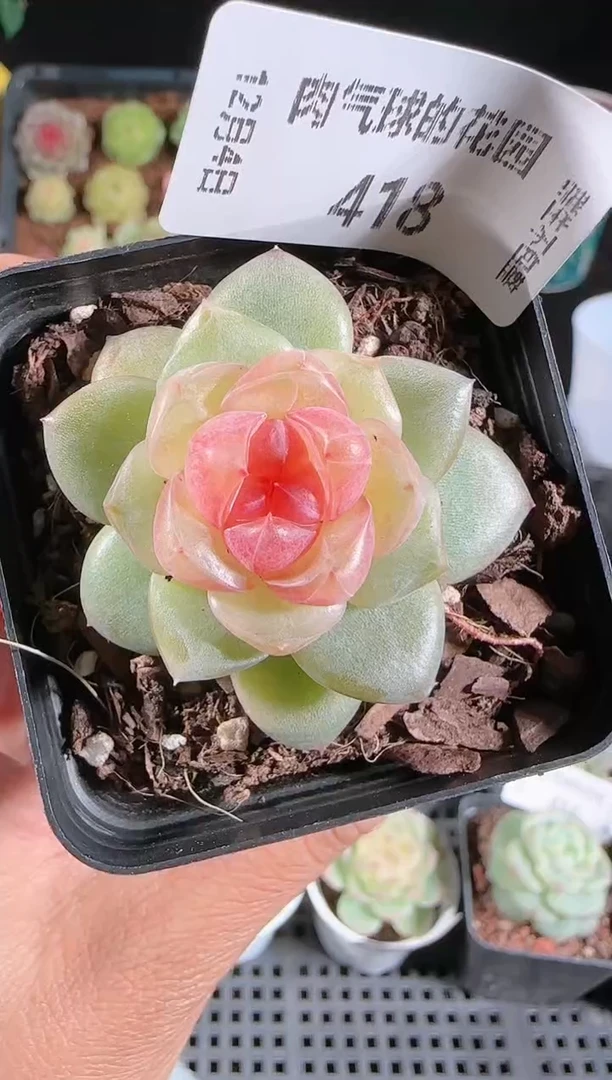 104-418bl-4多肉群生不包整