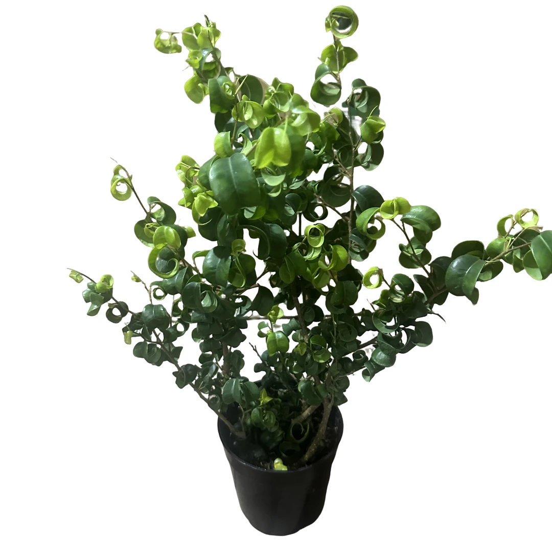 趣味卷叶榕室内盆栽绿植观叶植物好养易打理招财盆景