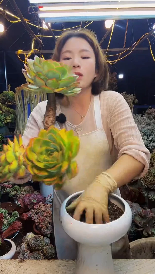 老桩晨露脱土包邮