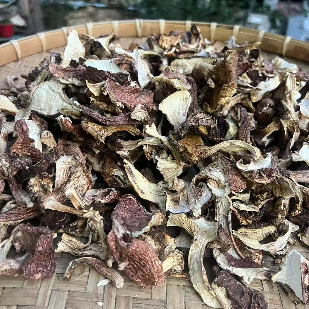 西藏高海拔野生当季青冈菌干片