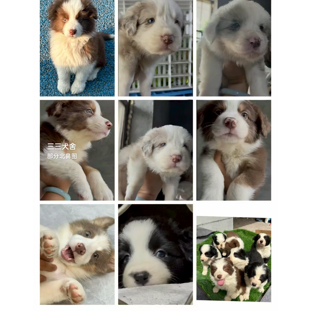 小狗日记家 边牧黑白咖啡各色系聪明友好高智商幼犬