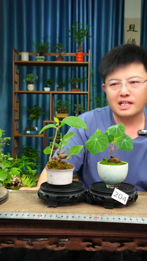 无花朵苔藓微景观204号