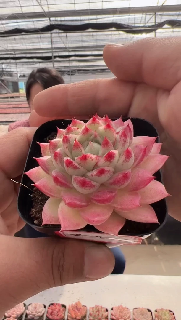 【闪购商品】紫芙-4