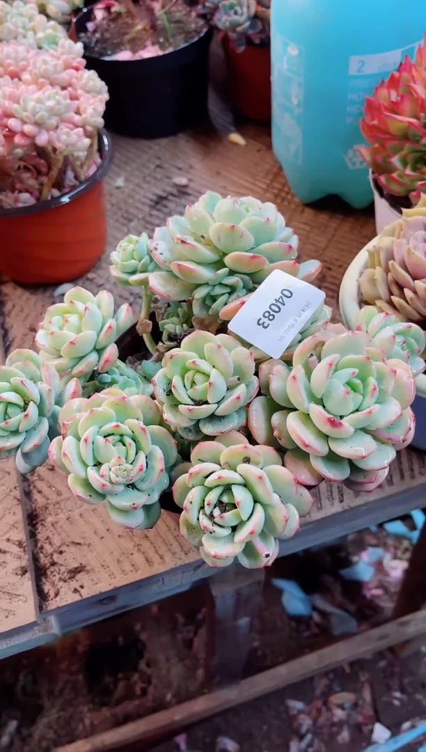 【闪购商品】04085