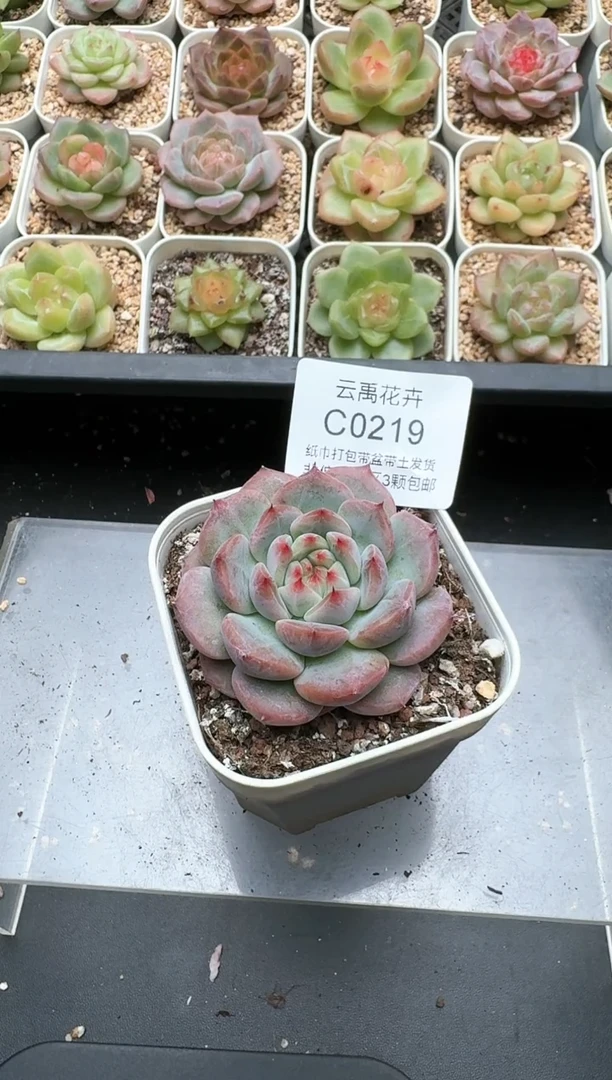 听****?963 079 C云禹多肉植物 带盆土纸巾打包 3颗包邮