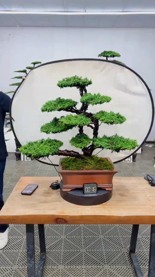 无花朵造型盆景一物一拍