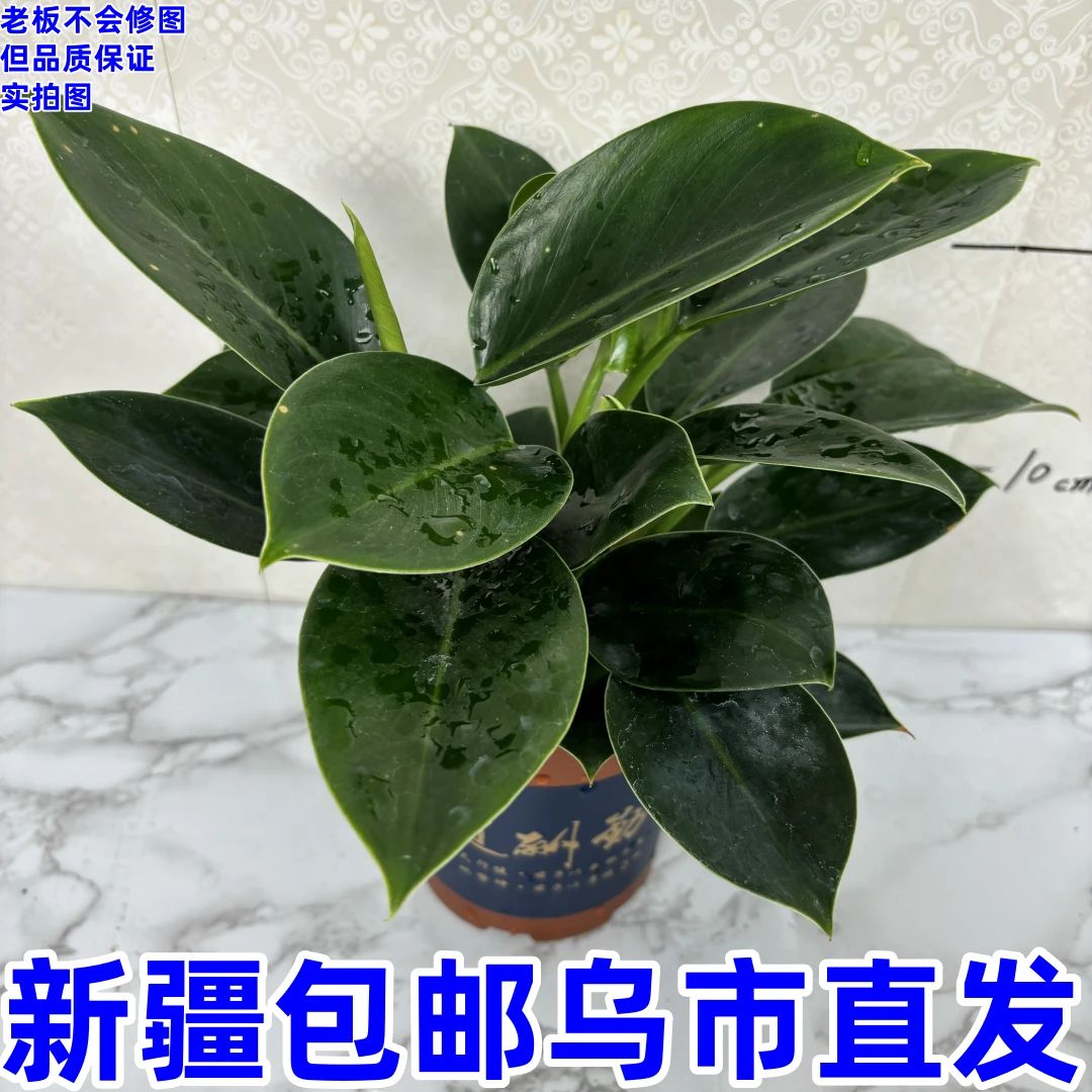 大叶绿公主------净化空气盆栽室内水培花卉万年青绿萝好养绿植物