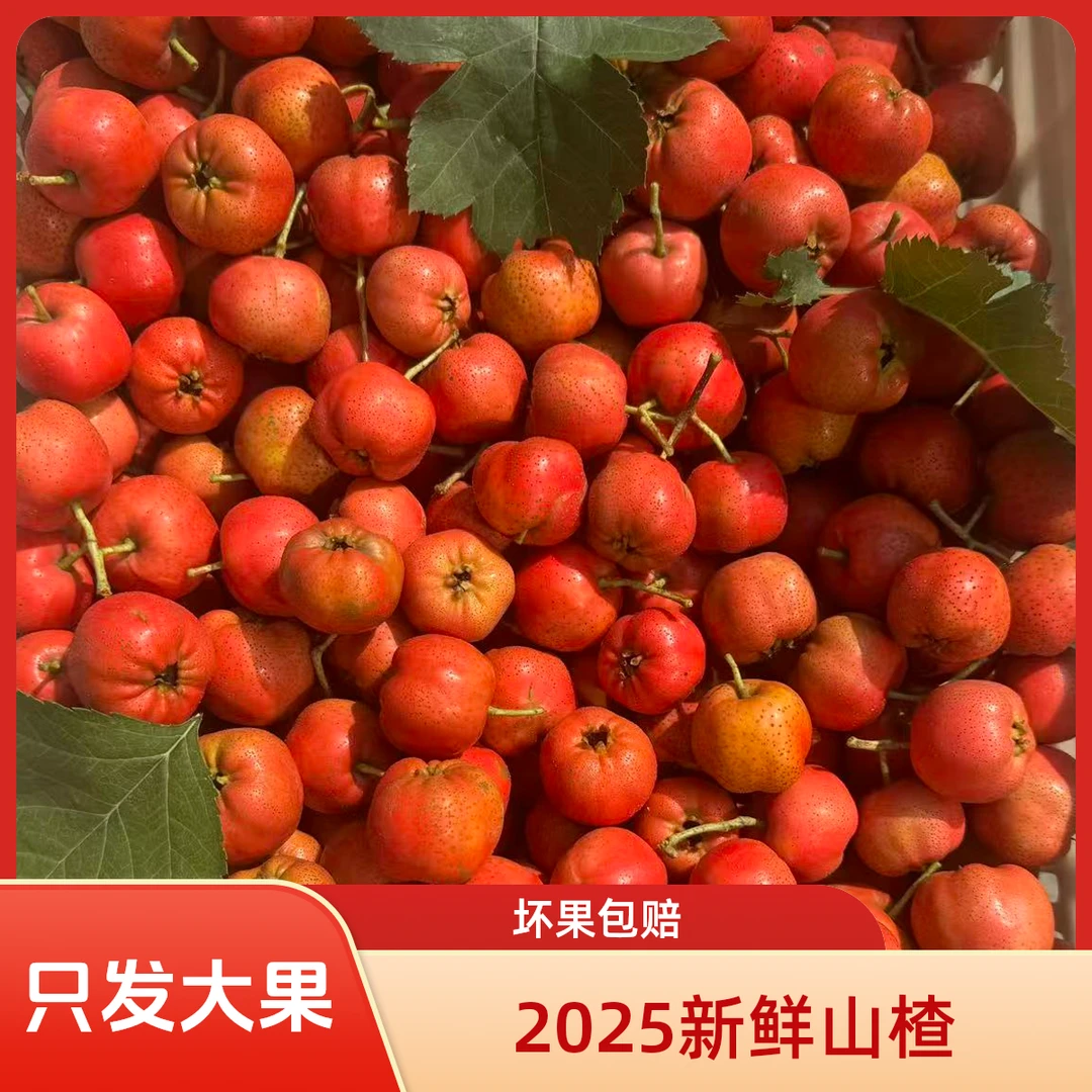 【酸甜可口】大棉球山楂2025河北新鲜山楂现摘现卖水果酸甜产地直发