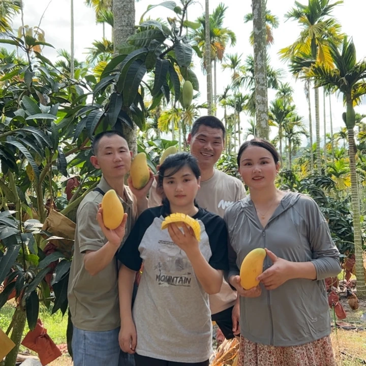 【梅子推荐】海南金煌芒果 香甜多汁（放软食用）应季新鲜热带水果