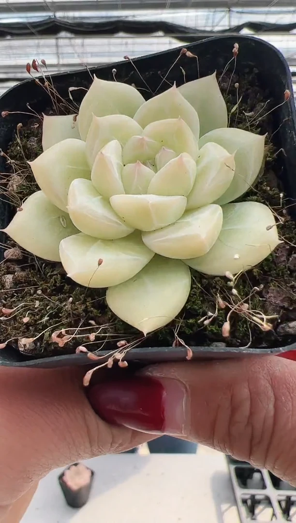 【闪购商品】新款多肉-92