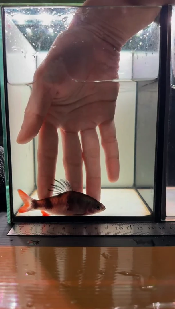 海水鱼红尾绿荧光