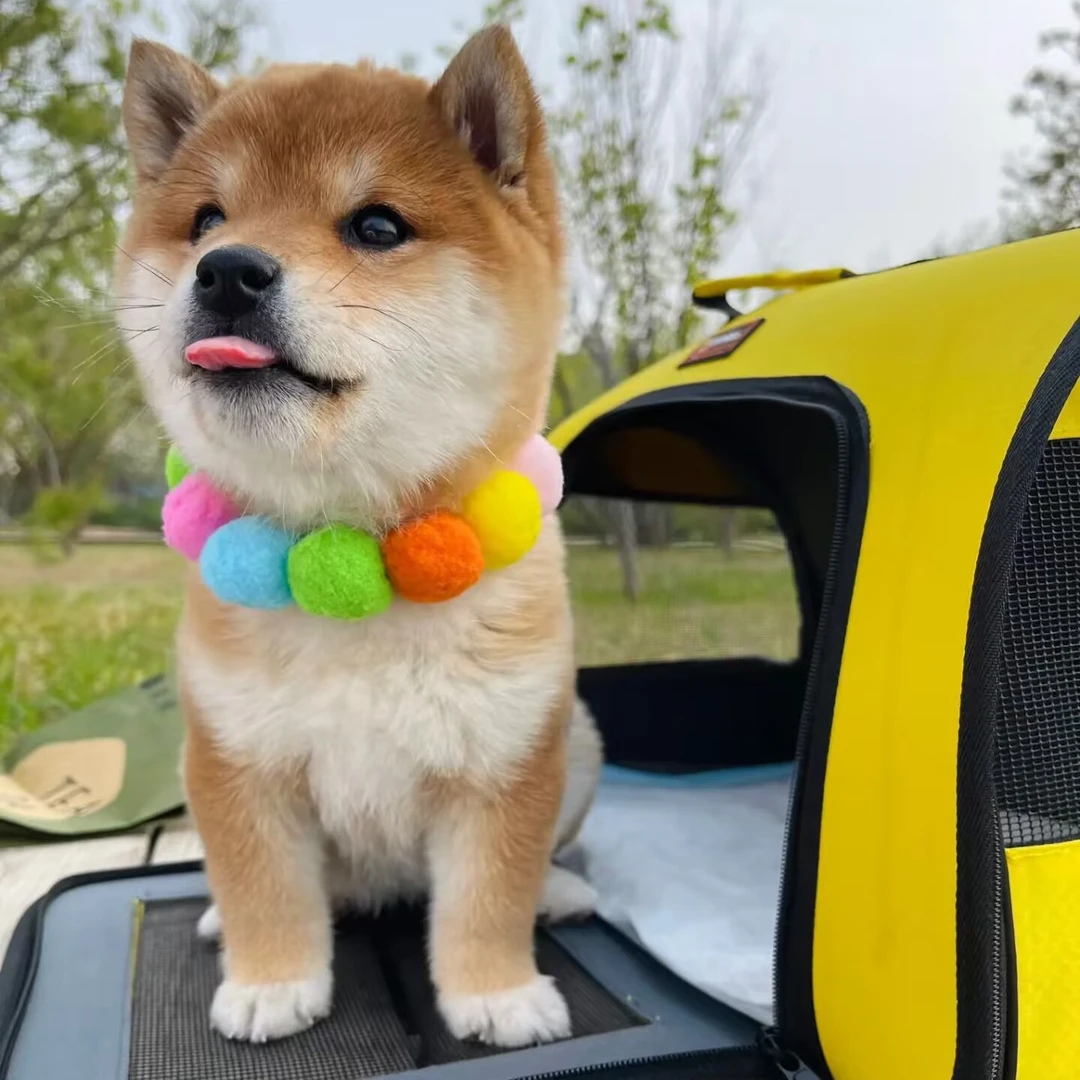 【阿勇】幼犬黄色短毛柴犬金毛幼犬双血统可视频挑选专享链接