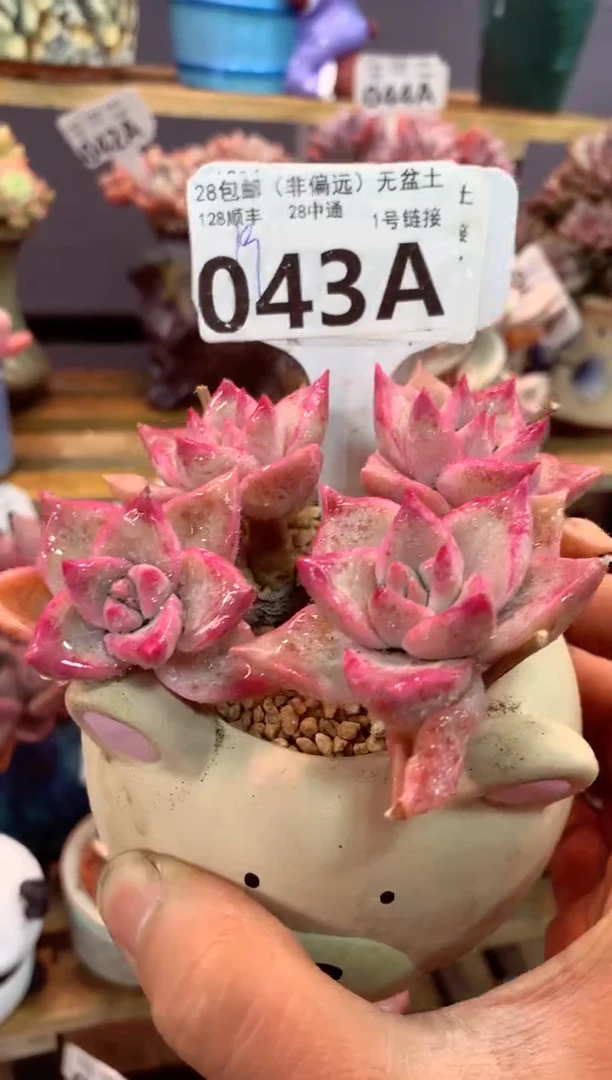 043A（一物一拍，精品多肉，w所见即所得 ）