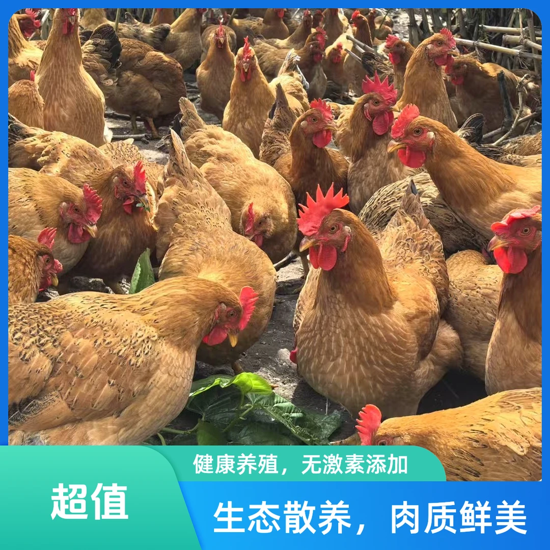 顺丰包邮农家散养260天土鸡喂食五谷杂粮新鲜发货毛重3.5-4斤左右鸡肉同城送鸡肉同城配