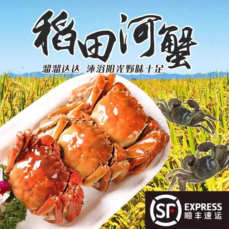 盘锦稻田河蟹（1.3两～1.6两全母2.5斤）