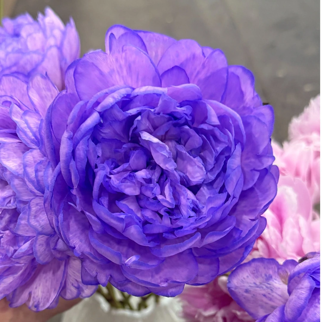 【云舍花卉】【流苏】芍药【花期短】【杨妃出浴吸色】满两单以上鲜花包邮