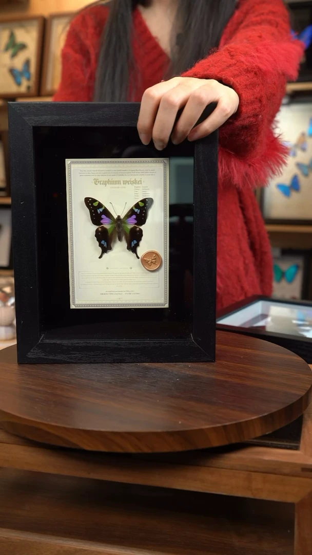 玫瑰青凤蝶设计款8寸黑框