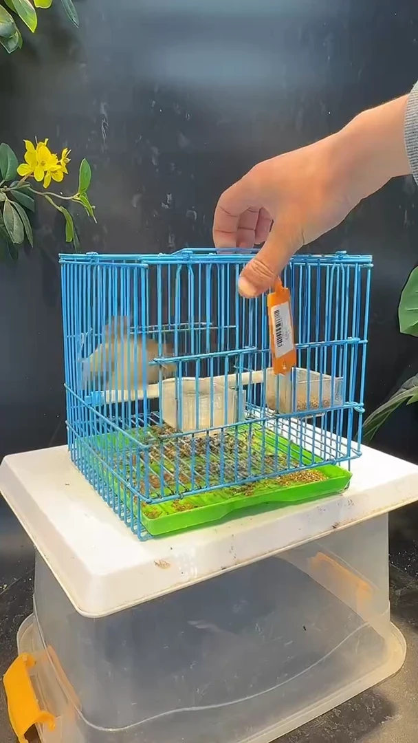 47号  白腹养笼  0元起拍