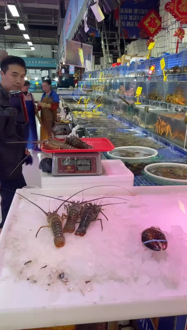 中国大陆断氧小青龙3只，1.7斤