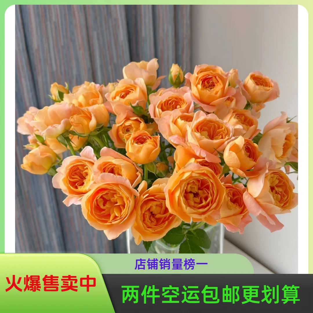 多头玫瑰芭比花材云南基地鲜花花期直发水养插花空运包邮