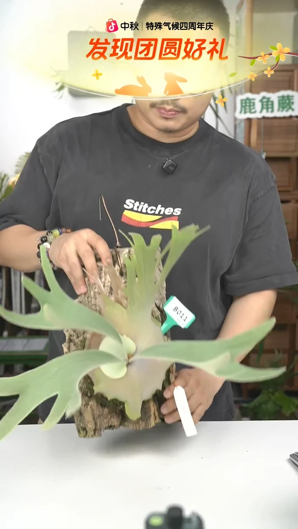 不开花植物B011-粉雪侧芽