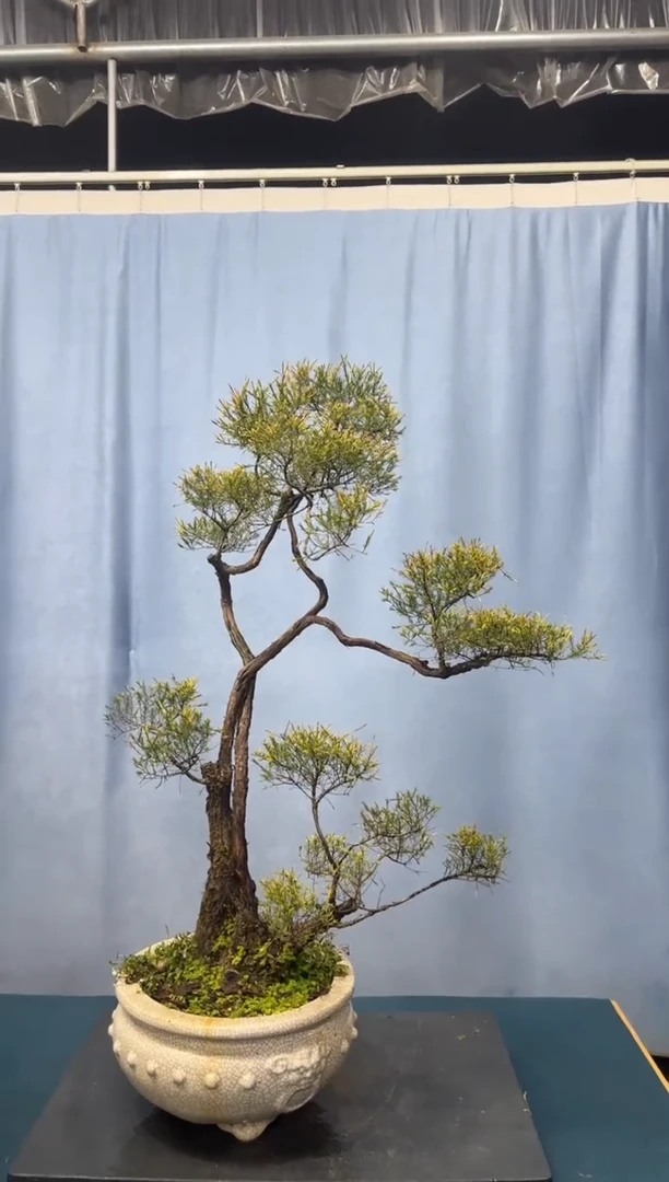 【闪购商品】盆景岗松