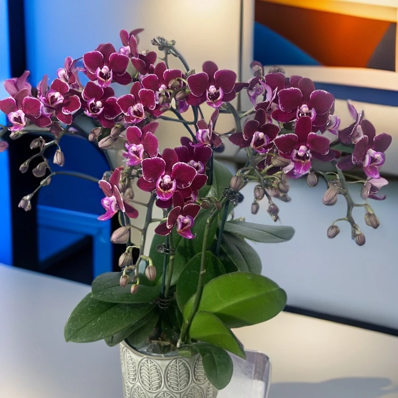 九仙嶂02【黑珍珠】稀有高端品种蝴蝶兰