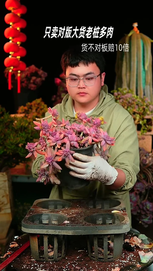 【闪购商品】秋丽67号