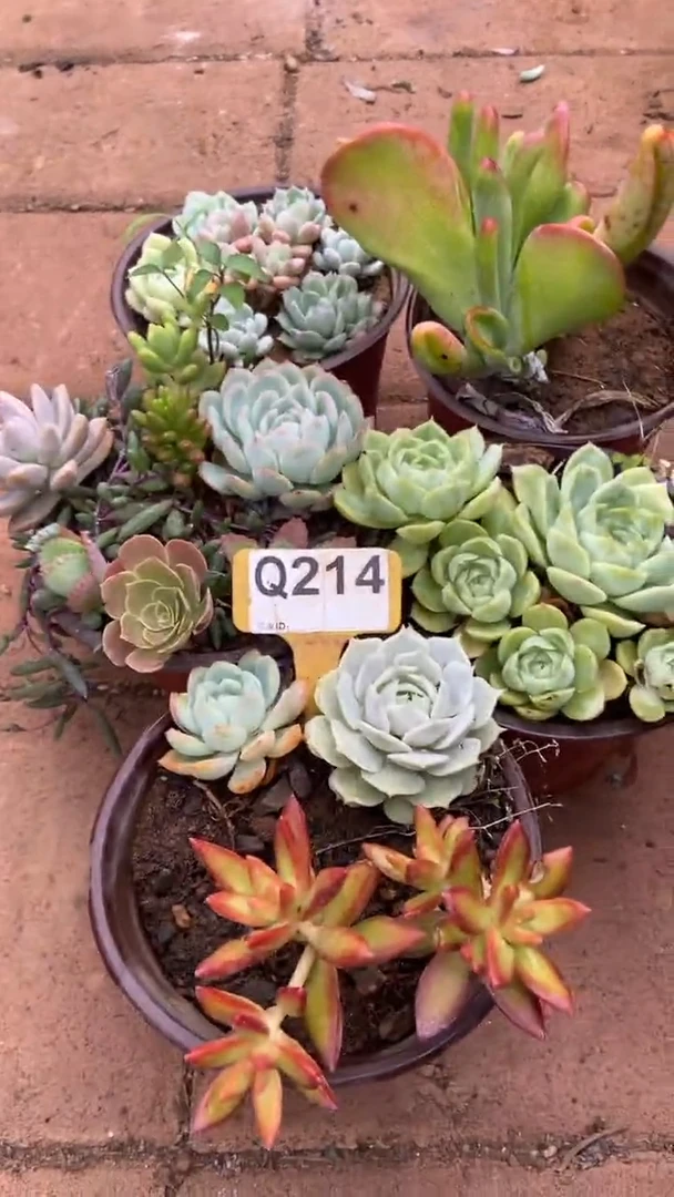 Q214多肉组合默认脱土发货