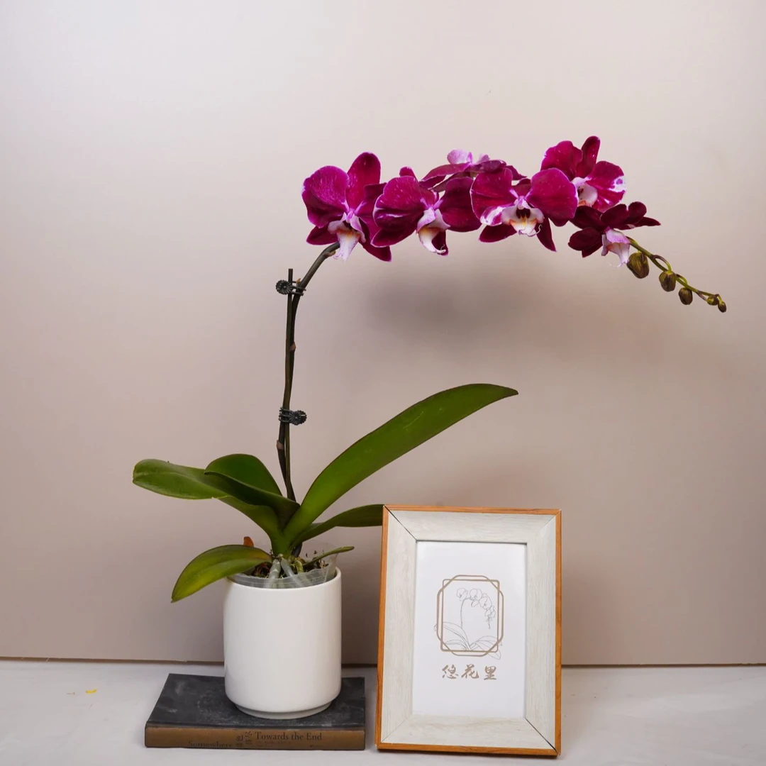 悠花里蝴蝶兰（3.0寸）变异【黑花随机】全花发货