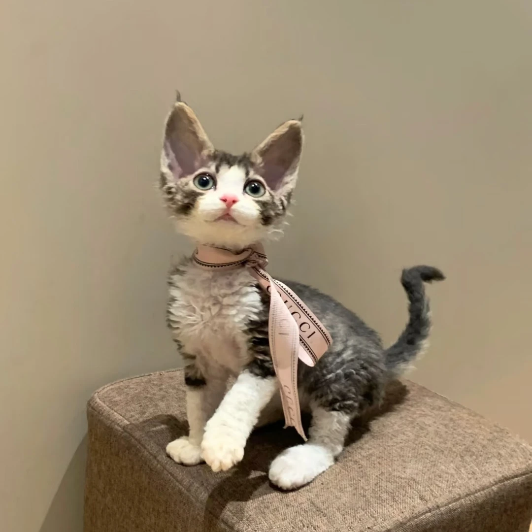 精品虎斑开脸德文卷毛猫猫咪30天质保