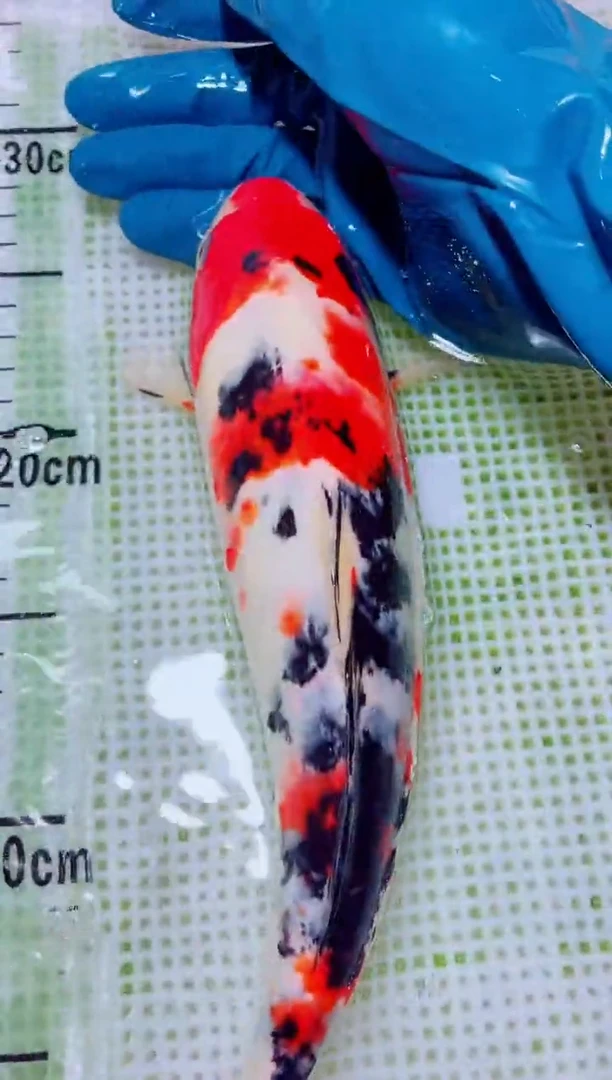 锦鲤血统锦鲤全场包邮97