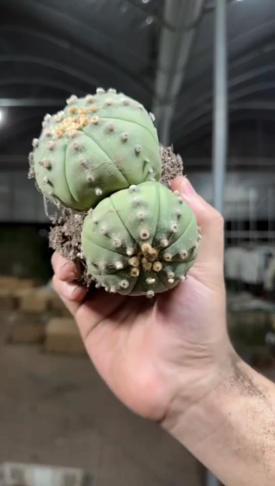 实生根 双头 星兜