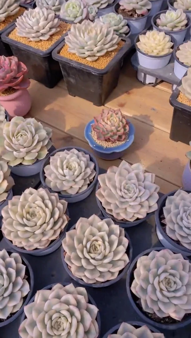 祖****³A65-月亮仙子锦全锦脱土发（专拍）