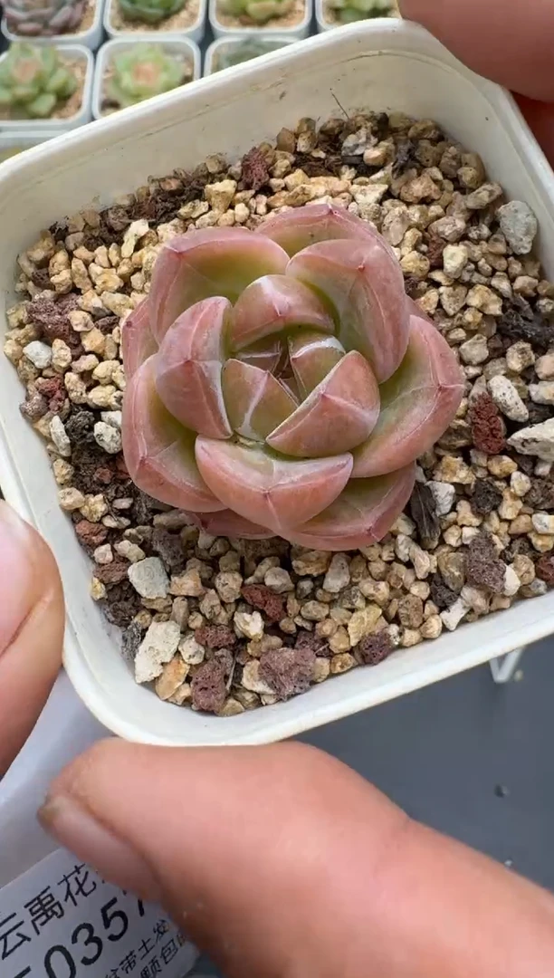 357E云禹多肉植物 带盆土纸巾打包 3颗包邮