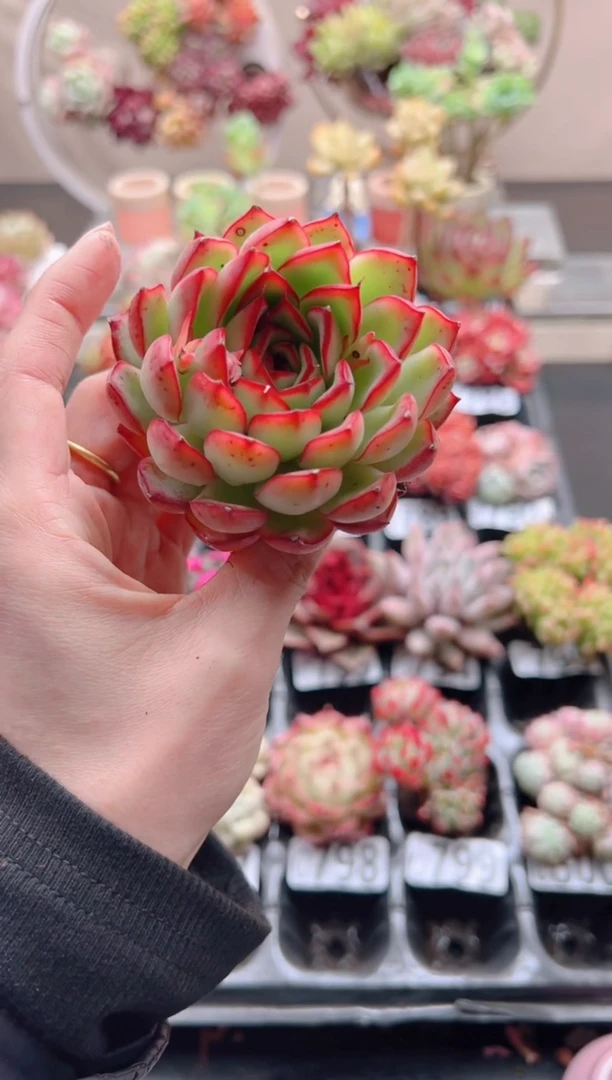 【闪购商品】萤火虫单头（三单包邮）