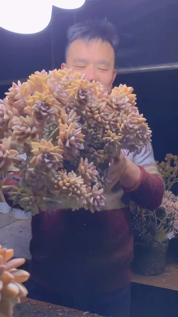 【闪购商品】缀化176