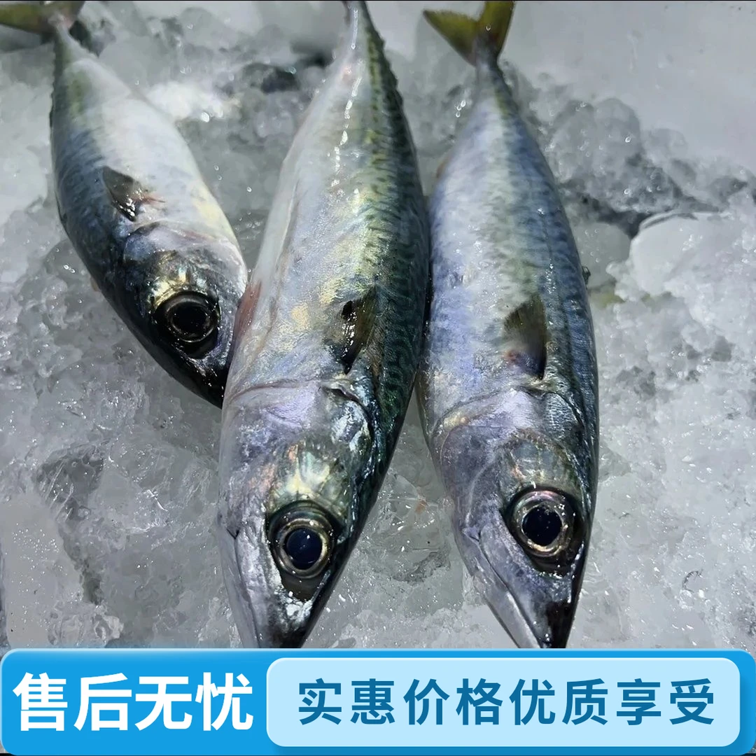 【当天新货】东山岛小船捕捞青占鱼花仙鱼鲐鲅鱼挪威青花鱼鲭鱼鲅鱼