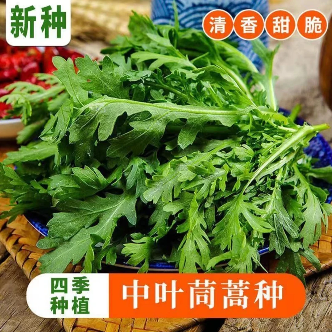 皇帝菜中叶茼蒿菜种子分叉多花叶茼蒿种子四季春菊菜蔬菜种子大全