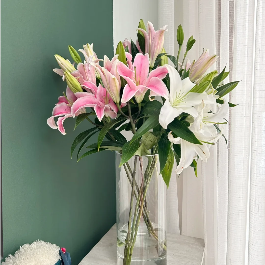 香水百合 花期久云南昆明鲜花直发【全店任意满两件发顺丰京东】