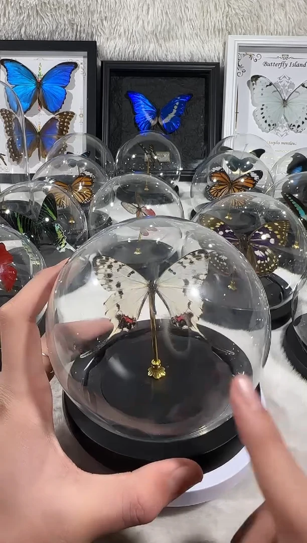 有机玻璃B丝带凤蝶