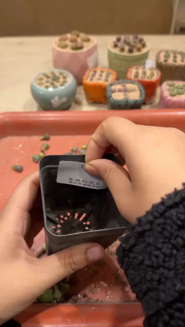 14-42多肉植物肉锥