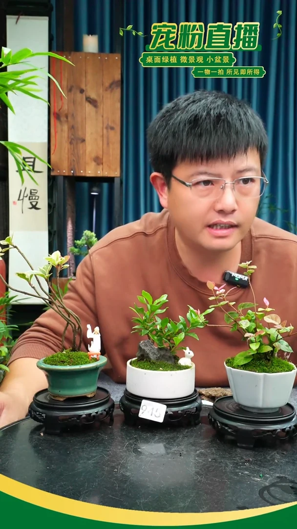无花朵向**笙苔藓微景观945号