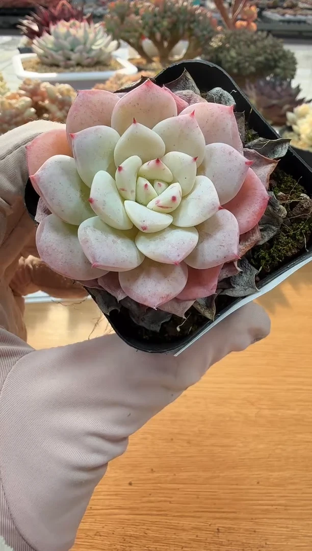 东云多肉园二店-19