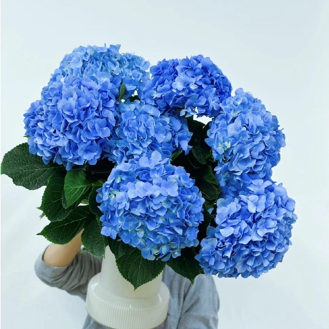 【A级鲜切绣球】海蓝｜海粉｜鲜切绣球｜室内水培｜云南基地直发