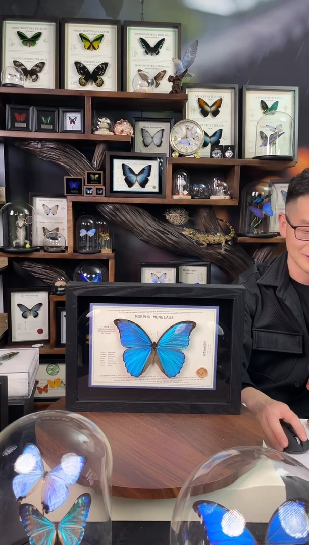 大蓝闪蝶-横向悬浮款【A4平面框】微瑕