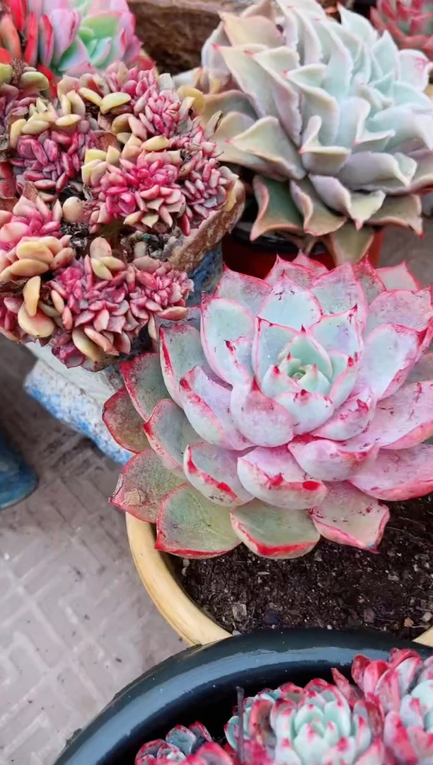 【闪购商品】19205多肉