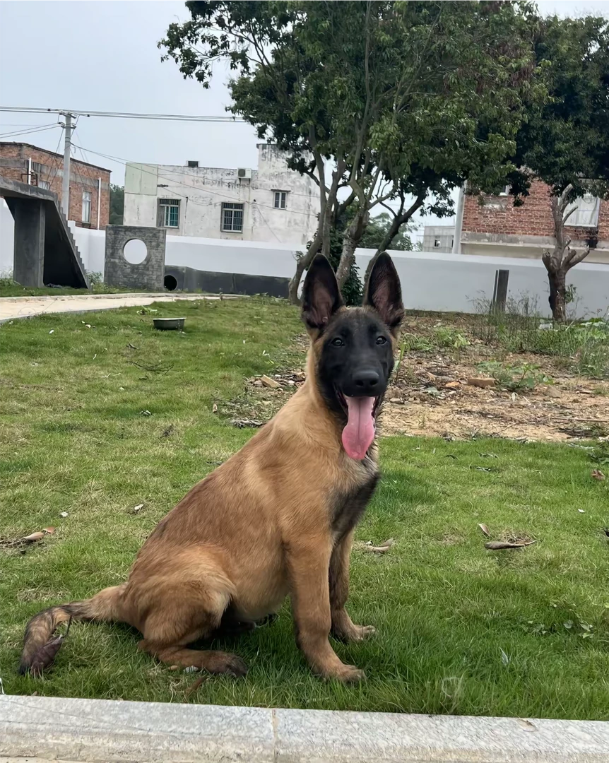 【马犬】 狗狗俱乐部