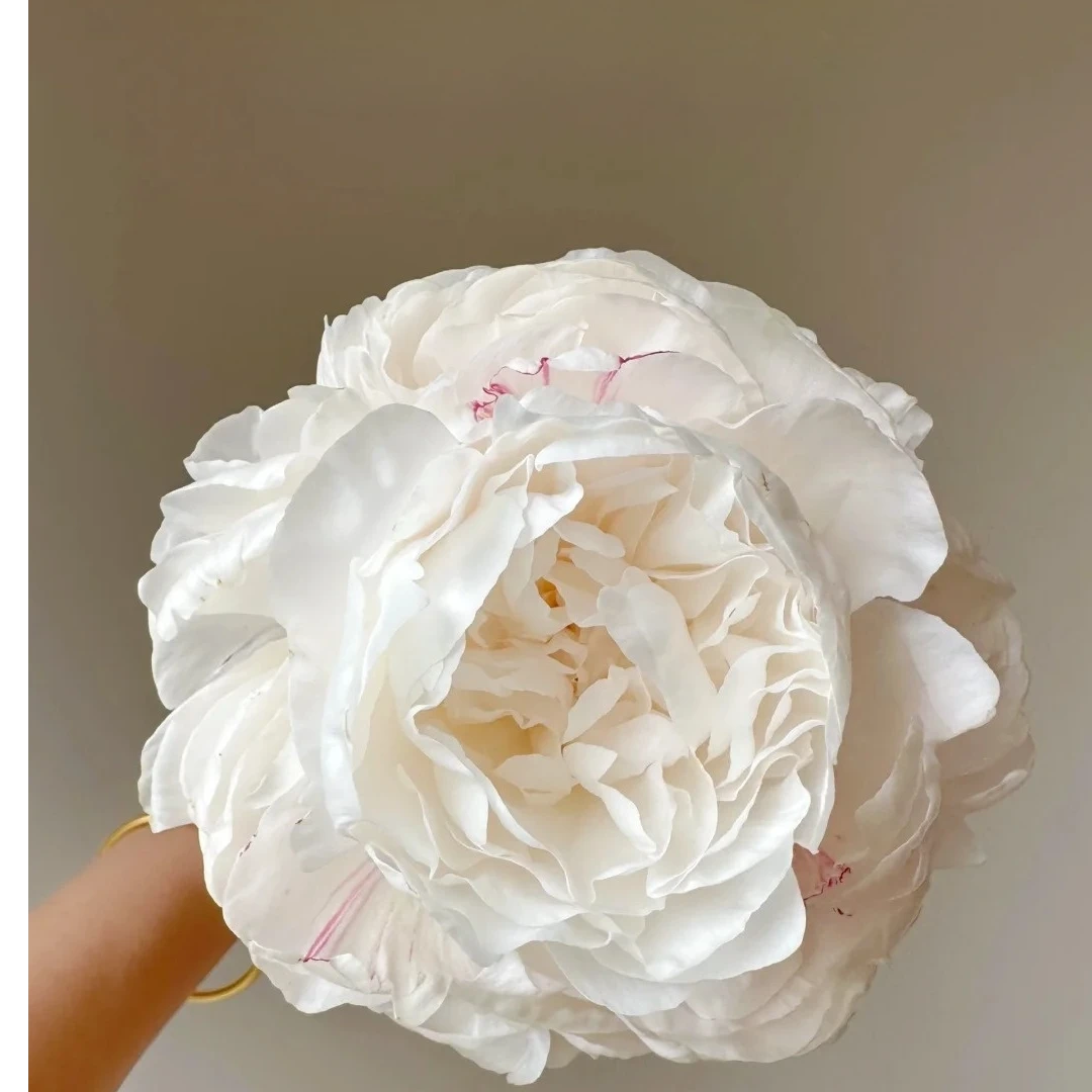 预售【卡尔】重瓣芍药直播间芍药基地直发高品质鲜切花生活鲜花