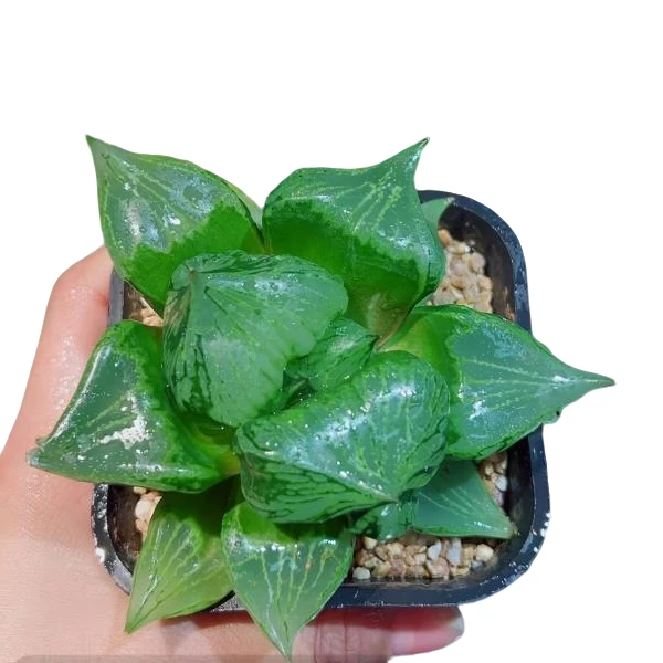 十二卷裹般若多肉植物带原盆土发货